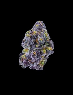 Sticky Wasabi Triploid F1 Strain (Growers Choice) 🌶️ Spicy Flavors