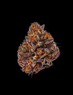 Tropicana Cherry Triploid F1 Strain (Growers Choice) 🍒 Next-Gen Hybrid