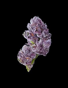 Iced Sangria Triploid F1 Strain (Growers Choice) 🍉 30% THC & Huge Yields