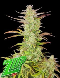 Z-Up Auto Strain (Fastbuds Seeds) 🍋‍🟩 XL Yields, 29% THC