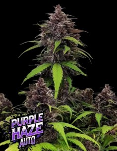 Purple Haze Auto (FastBuds Seeds) 💜 Legendary & Potent
