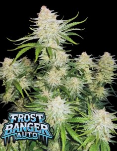 Frostbanger Auto (Fastbuds Seeds) ❄️ Next-Level Trichomes
