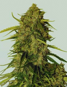 Atlas F1 Strain (Royal Queen Seeds) 🍬 XXL Yields & Fast Growth