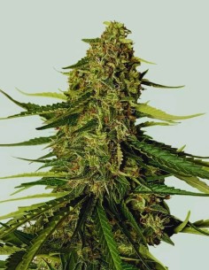 Gaia F1 Strain (Royal Queen Seeds) 🍍 XXL Yields, High THC