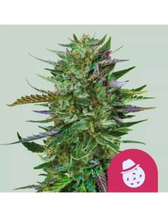 Do-Si-Dos Strain (Royal Queen Seeds) – Fast & Powerful