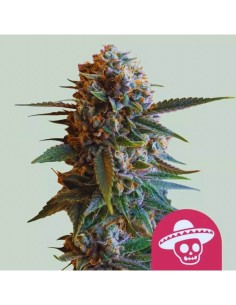 Mexican Rush Strain (Royal Queen Seeds) 🍯 Pure Sativa Power