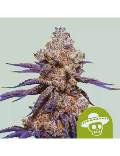 Mexican Rush Auto (Royal Queen Seeds) 🍯 Sativa Energy in Weeks!