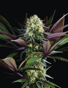 Apple Fritter (Kannabia Seeds) 🍎 Potent & Flavorful Hybrid