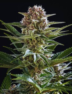 Pink Gelato (Kannabia Seeds) 🍧 Sweet, Potent & High-Yielding