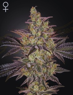 Frosted Guava Auto (Greenhouse Seeds) 🥭 25% THC & Tropical Flavor