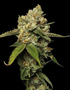 Kosher Prophet Strain (DNA Genetics) 🍬 Pure OG Power & Flavor