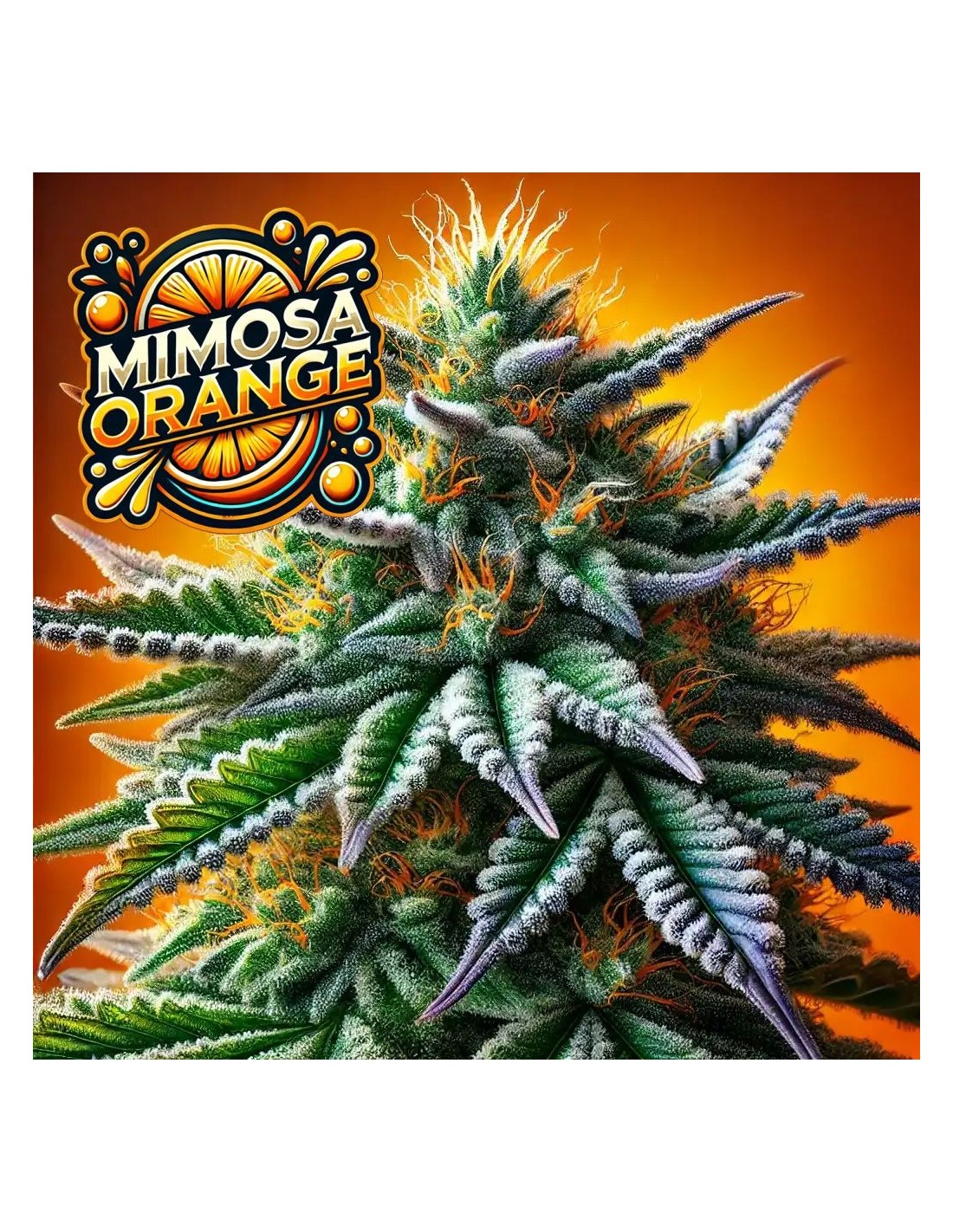 Compra Semi Di Cannabis Online Ai Migliori Prezzi Oaseeds