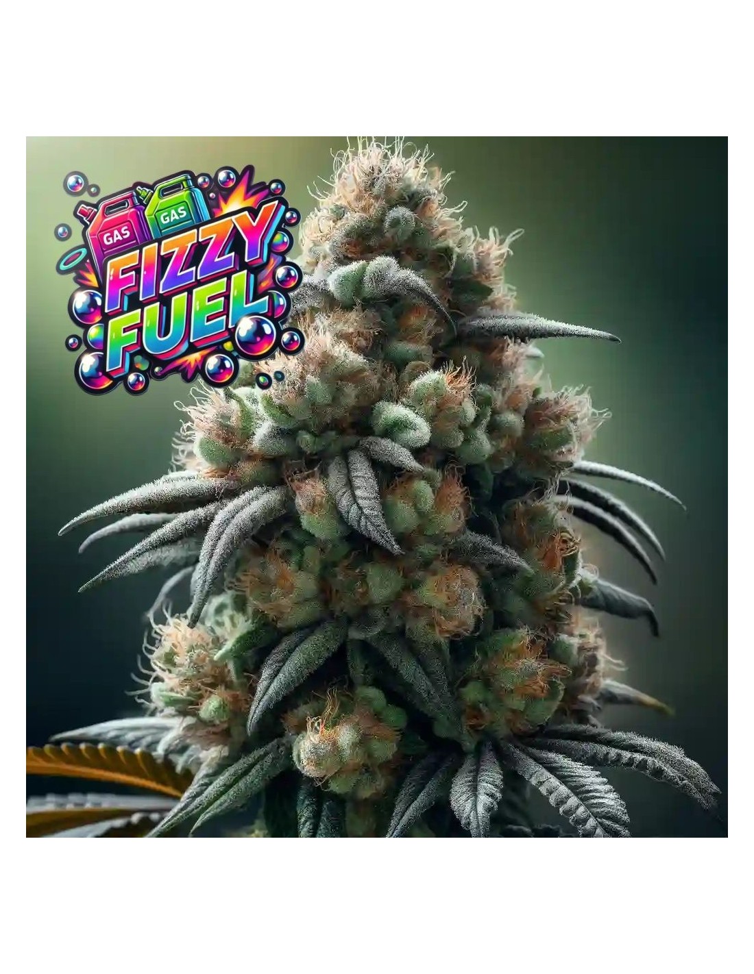 Kaufen Hanfsamen Die Besten Marihuana St mme Online Oaseeds