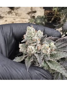 Fizzy Fuel Strain (Bluedog Genetics) ⛽ Sweet, Potent & Resinous 2