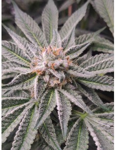 Florida Mintz Strain (Bluedog Genetics) 🌿 Fast, Strong & Tasty 2