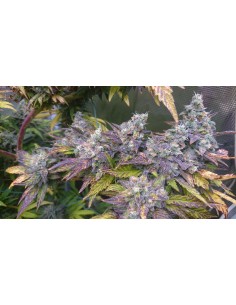 Gelato Pie Strain (Bluedog Genetics) 🍧 Sweet, Potent & Productive 2