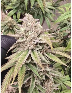 Gelato x Zookies Strain (Bluedog Genetics) 🍧 27% THC & Big Yields 2