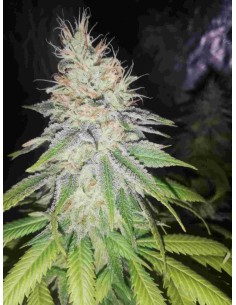 Honey Haze Strain (Bluedog Genetics) 🍯 Pure Sativa Energy 2