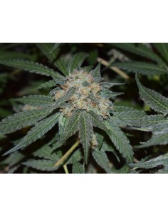 Mimosa Orange Strain (Bluedog Genetics) 🍊 Huge Yields & Citrus Blast 2