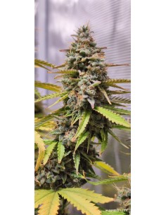 Money Tree Strain (Bluedog Genetics) 🍋‍🟩 Massive Yields & Fast Flowering 2