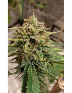 Pacific Coast Lemon Haze Strain (Bluedog Genetics) 🍋 Euphoric & Potent 2