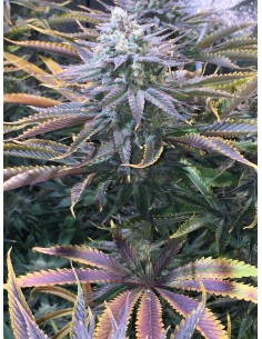 Strawberry Banana Pie Strain (Bluedog Genetics) 🍓 Flavor Explosion 2