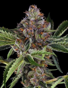 Papaya Jealousy (Sensi Seeds) 🥭 Alto THC y Sabor Exótico