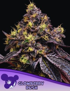 Glowberry Rush Strain (Anesia Seeds) 🍒 Extreme Potency & Flavor