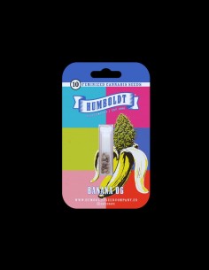 Banana OG Strain (Humboldt Seed Company) 🍌 High Yield & 25% THC