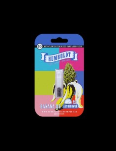 Banana OG Auto (Humboldt Seed Company) 🍌 Fast, Fruity Power