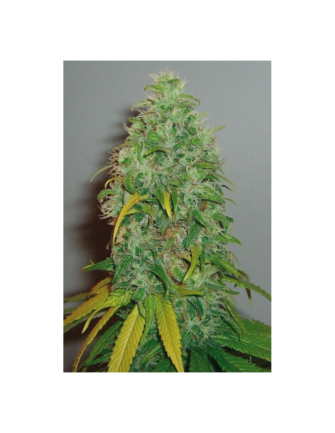 Buy Skunk 1 from Royal Queen Seeds at Oaseeds