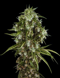 Pineapple Jack Strain (Sensi Seeds) 🍍 Producción XXL y Poder Tropical
