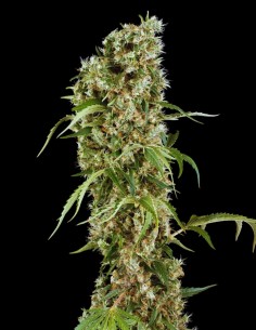 Blackberry Herer (Sensi Seeds) 🫐 Producción XXL y chute de energía