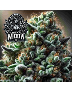 Critical Widow Strain (Bluedog Genetics) 🍋 Strong, Productive, Tasty