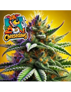 Cheesedawg Strain (Bluedog Genetics) 🧀 Amazing Cheese Flavor