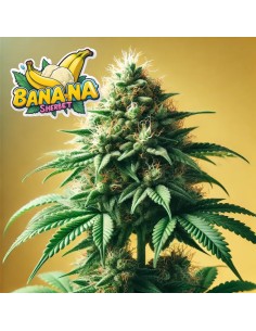 Banana Sherbet Strain (Bluedog Genetics) 🍌 Huge Yields & Creamy Flavor