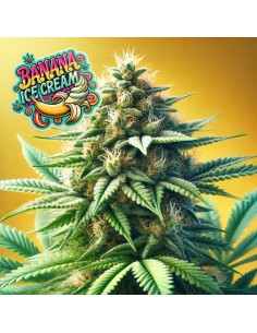 Banana Ice Cream Strain (Bluedog Genetics) 🍦 Creamy, Sweet & Potent