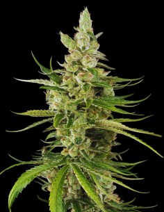 Jackuzzi Strain (Sensi Seeds) 🍋 Gigante Sativa con Sabor Intenso