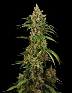 Big Berry Boom Boom Strain (Sensi Seeds) 🍹 Una Bestia Tropical