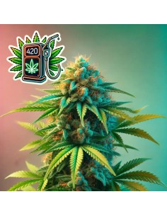 Ethanol Express Strain (Bluedog Genetics) ⛽ Potent & Productive