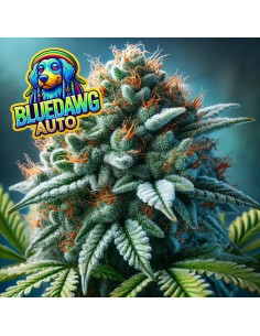 BlueDawg Auto Strain (Bluedog Genetics) 🍋 Quick Harvest, Big Flavor
