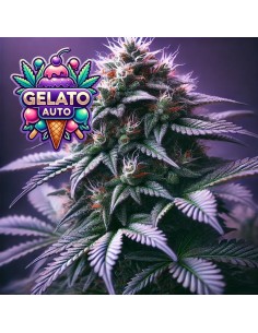 Gelato Auto (Bluedog Genetics) 🍦 Sweet, Fast & Potent