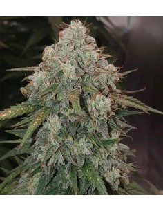 Gelato Auto (Bluedog Genetics) 🍦 Sweet, Fast & Potent 2