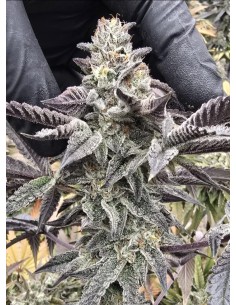 Ghost Train Haze Auto (Bluedog Genetics) 🍋 100% Sativa Power 2