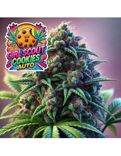 Girl Scout Cookies Auto (Bluedog Genetics) 🍪 Sweet, Strong & Easy