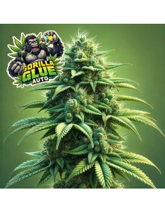 Gorilla Glue Auto (Bluedog Genetics) 🦍 Fast & Potent