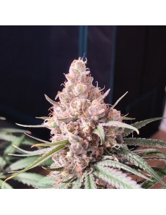 Papaya Kush Auto Strain (Bluedog Genetics) 🥭 Tropical Power 2