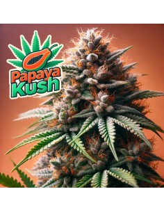 Papaya Kush Auto Strain (Bluedog Genetics) 🥭 Tropical Power