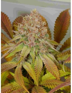 Passion Fruit Paradise Auto (Bluedog Genetics) 🍹 Exotic, Easy, Fast 2