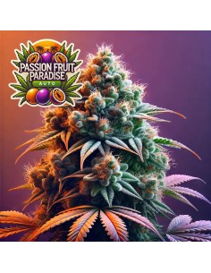 Passion Fruit Paradise Auto (Bluedog Genetics) 🍹 Exotic, Easy, Fast